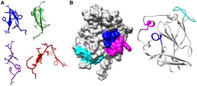 Predicting the Effectiveness of Hepatitis C Virus Neutralizing Antibodies by Bioinformatic Analysis of Conserved Epitope Residues Using Public Sequence Data